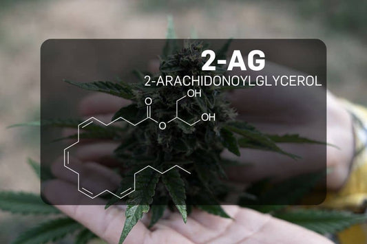 Was sind 2-AG und Anandamid?