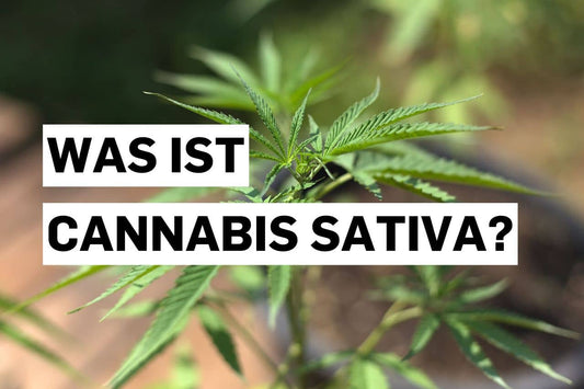 Was ist Cannabis Sativa?