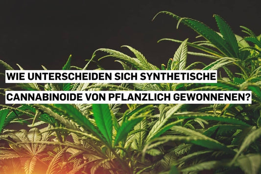 Synthetische Cannabinoide im Vergleich zu pflanzlichen Cannabinoiden.