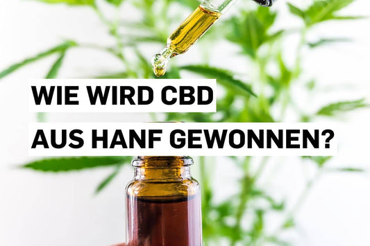 Wie wird CBD aus Hanf gewonnen?