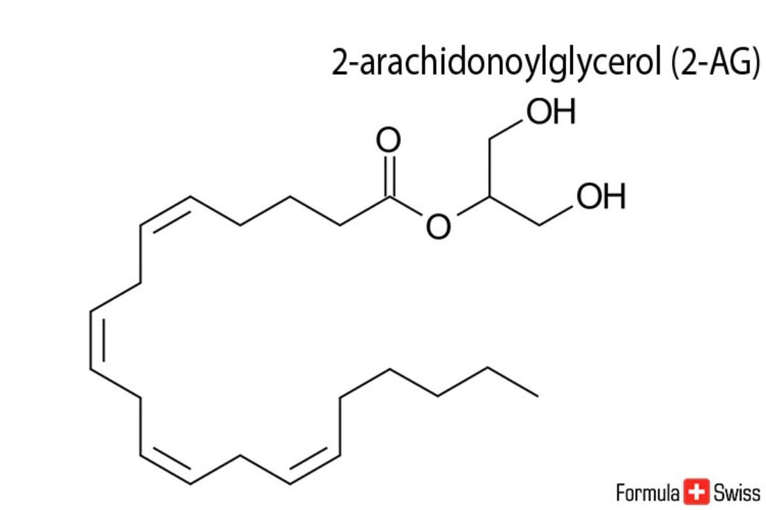 2-AG und Anandamid - zwei wichtige Endocannabinoide