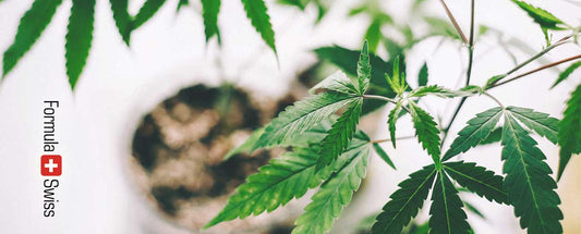 99 % aller CBD-Produkte in Europa illegal, aber nicht alle