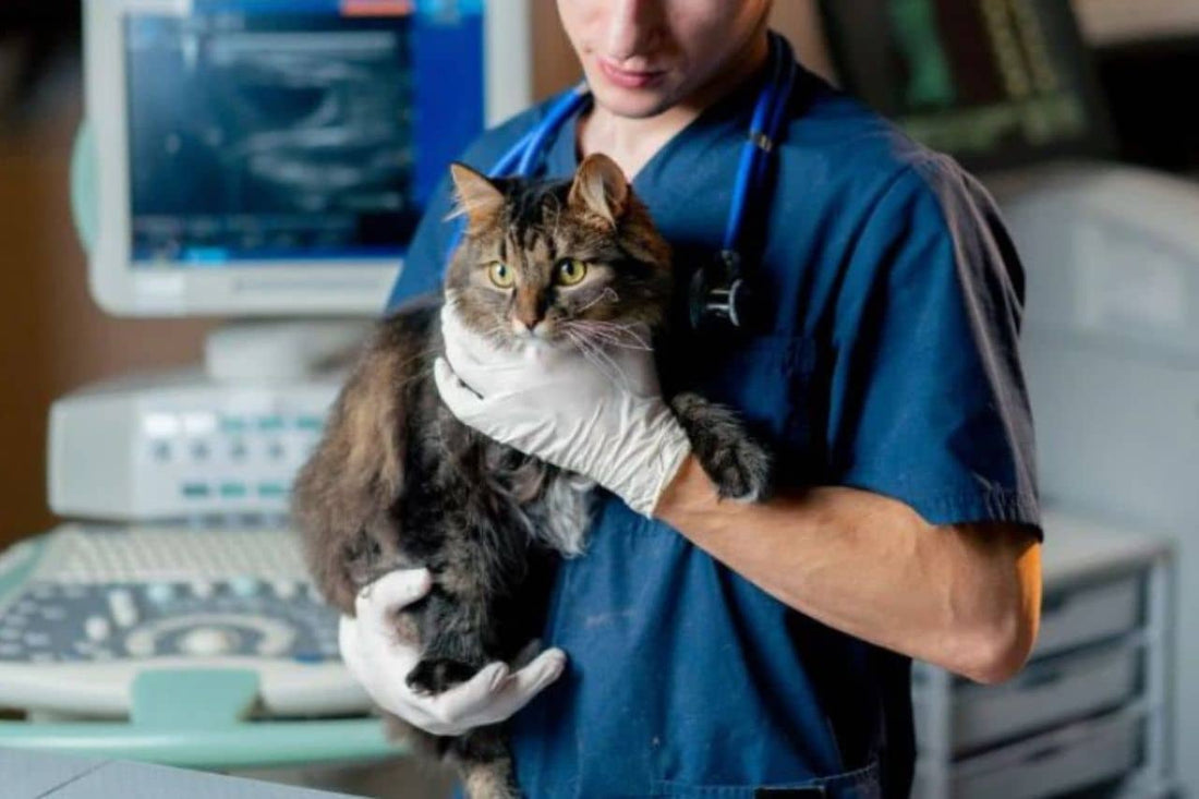Tierarzt, der eine Katze hält