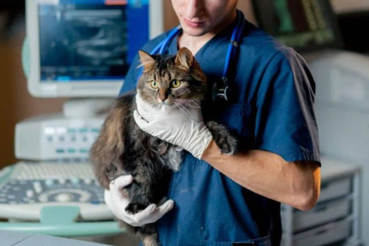 Tierarzt, der eine Katze hält