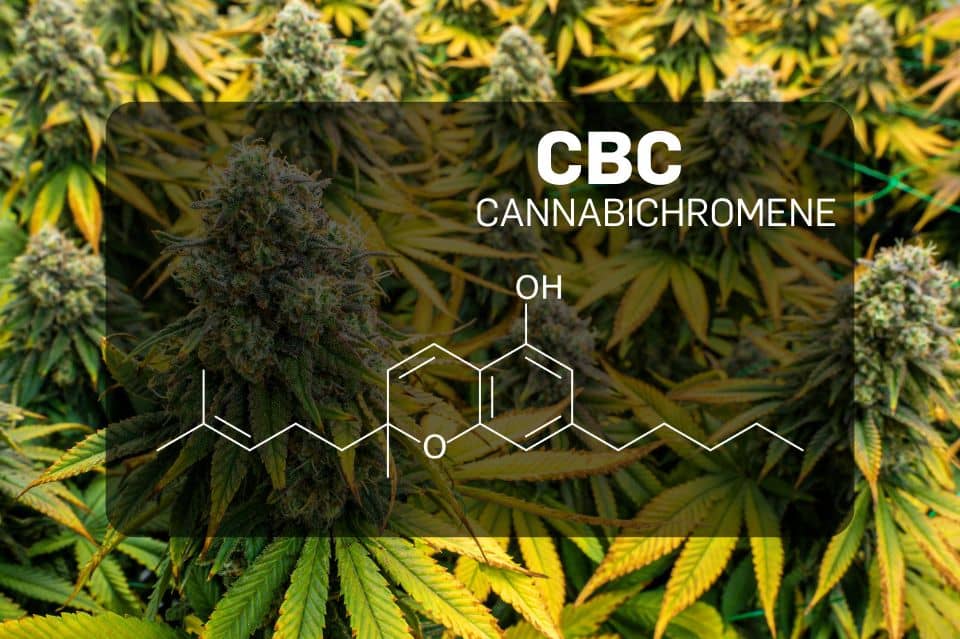 Was ist CBC (Cannabichromen)?