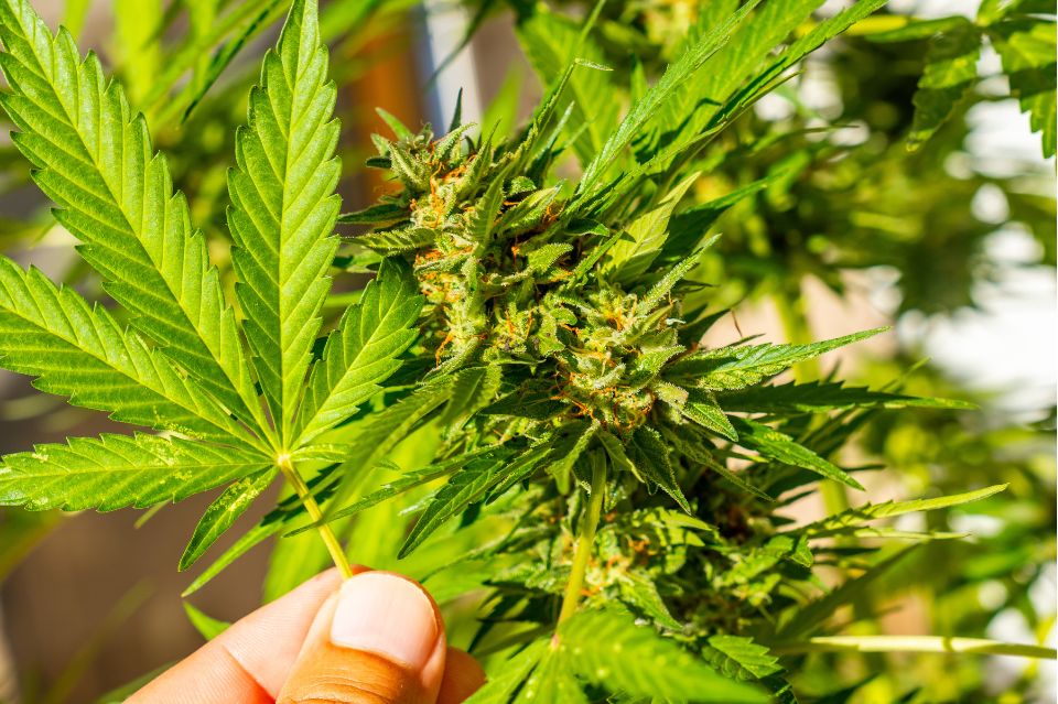 Cannabispflanze, die den „Entourage-Effekt“ symbolisiert