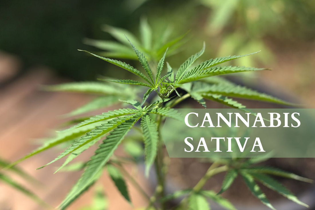 Was ist Cannabis Sativa?