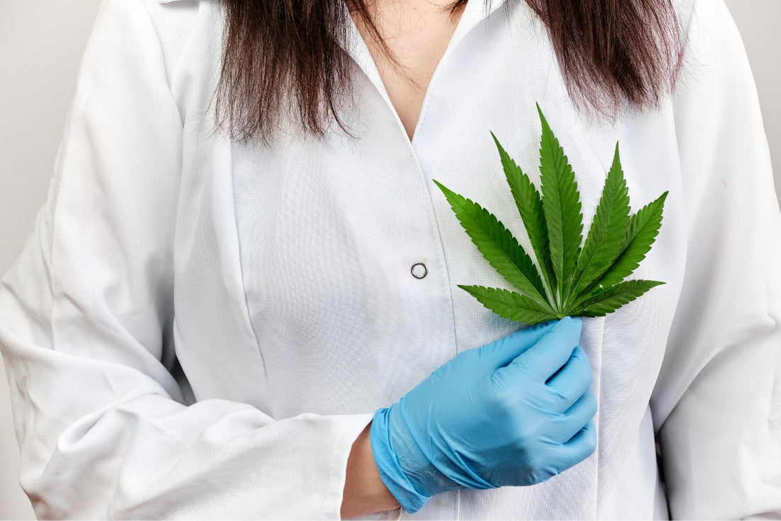  Ein Arzt hält ein Cannabisblatt