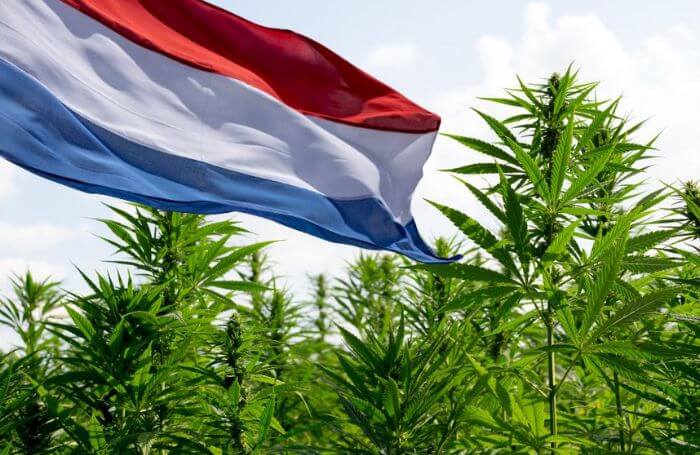Niederländische Flagge auf einem Cannabisfeld