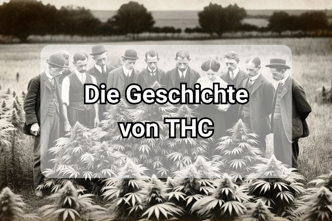 Die Geschichte von THC