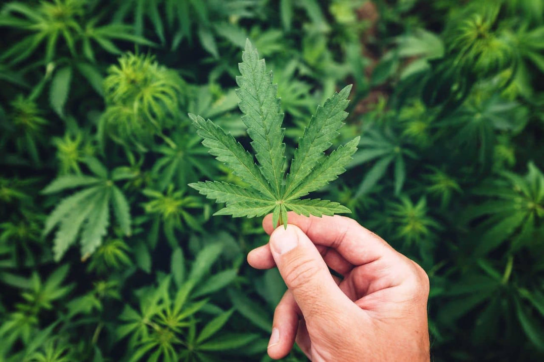 Eine Hand hält Cannabis