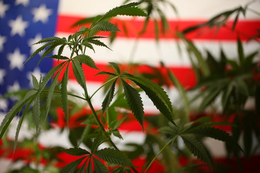 Cannabis-Legalisierung in den USA