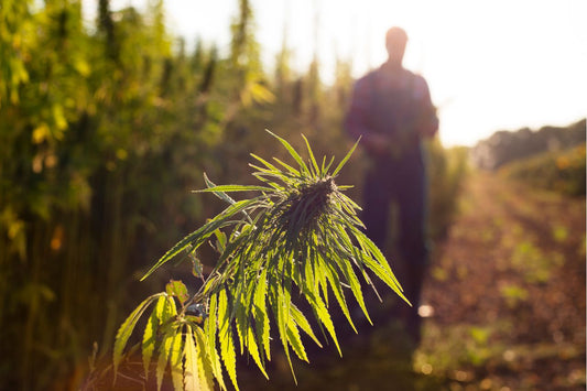 Ein Cannabisfeld in Marokko
