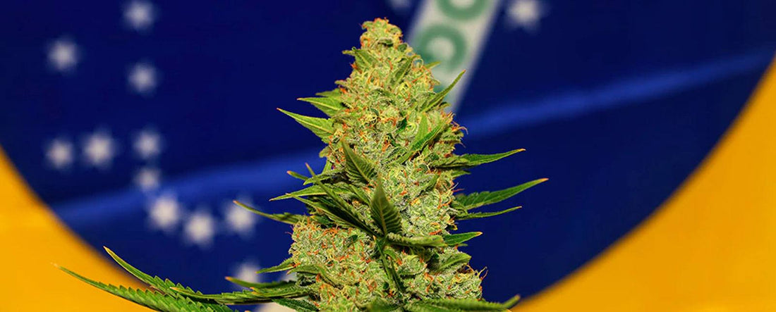 Unsere Produkte sind in Brasilien als medizinischer Cannabis unter ANVISA zugelassen worden