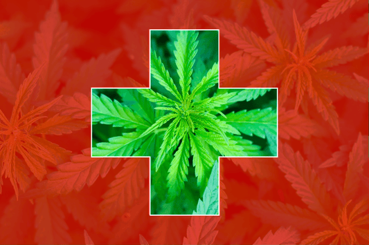 Die Schweiz plant Cannabis-Projekte