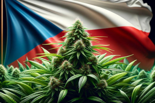 Cannabispflanze und tschechische Flagge