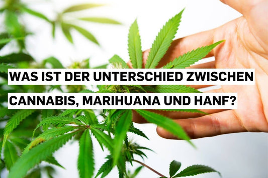 Was ist der Unterschied zwischen Cannabis, Marihuana und Hanf?