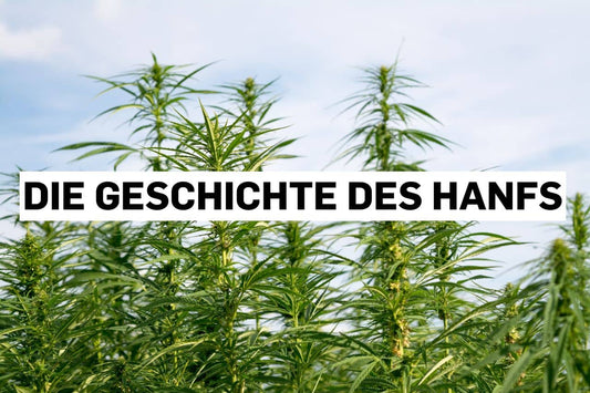 Hanf­feld bei Sonnenaufgang