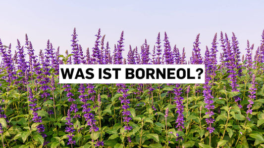 Feld mit Salvia-Blüten, die Borneol enthalten