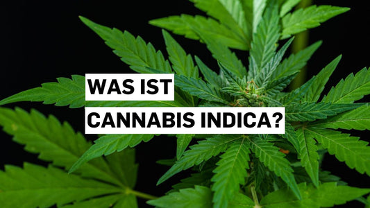 Was ist Cannabis indica?