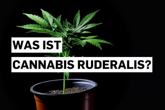 Was ist Cannabis ruderalis?