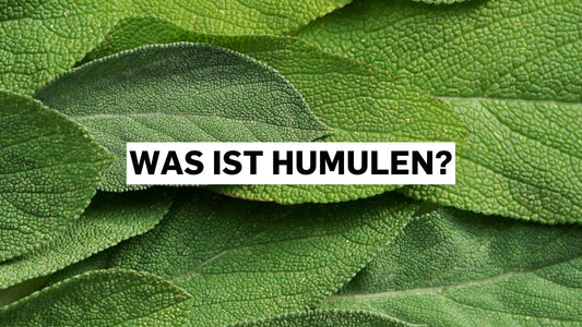 Was ist Humulen? Blattstruktur aus der Nähe