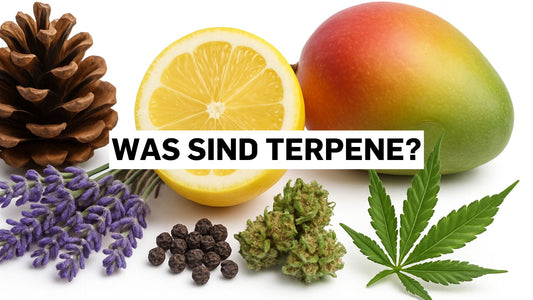 Was sind Terpene? Die Aromen von Cannabis verstehen