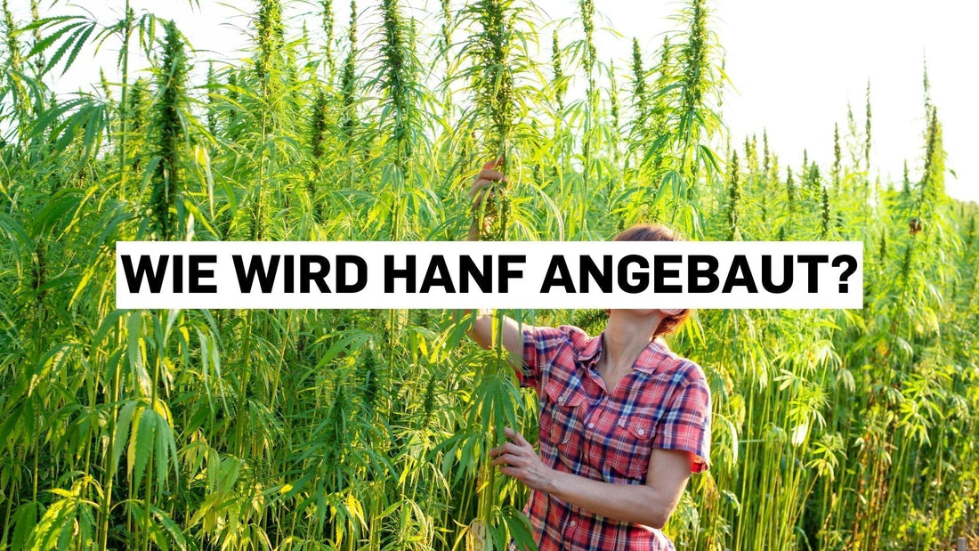 Wie wird Hanf angebaut?